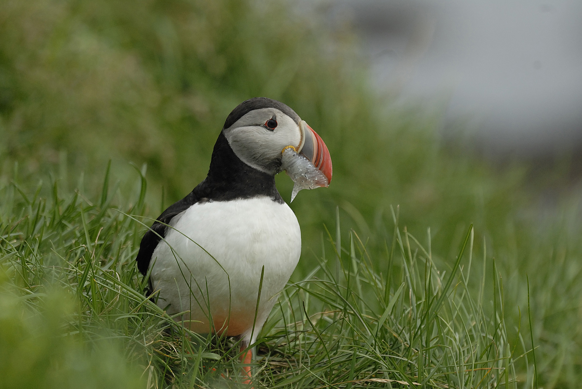 Papageitaucher mit Sandaalen in Schnabel sitzt in gr�nen Gras